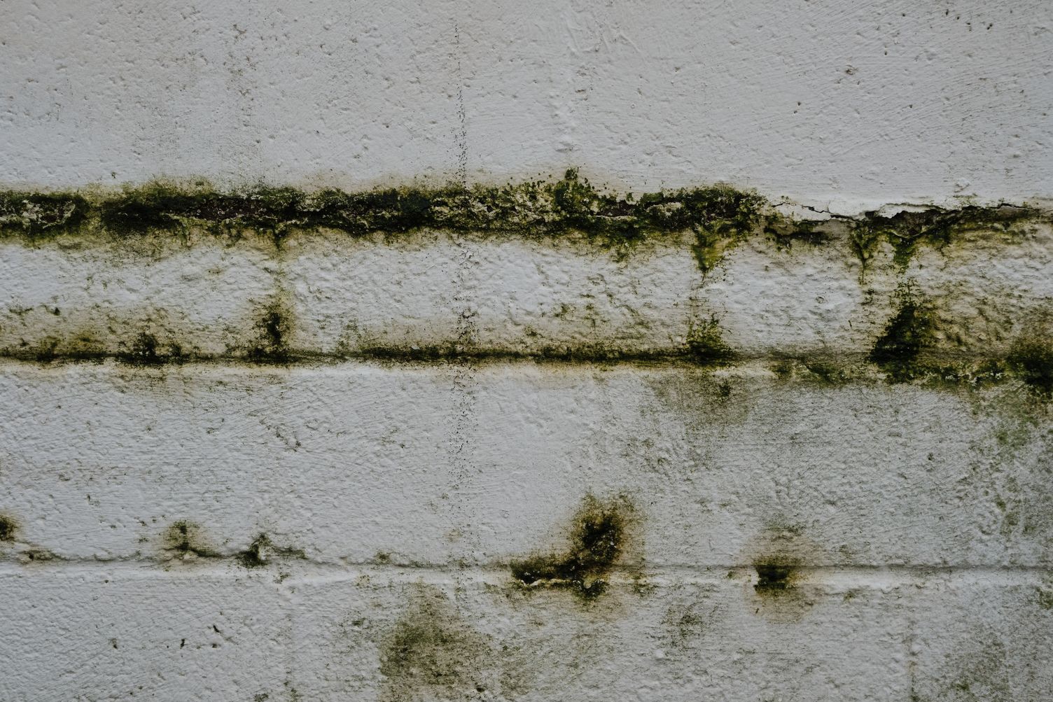 Dark mold growth on an interior wall